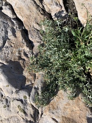 Gnaphalium uliginosum