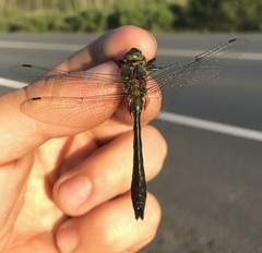 Cordulia aenea aenea