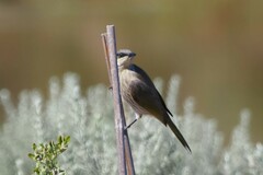 Gavicalis virescens