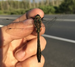 Cordulia aenea aenea