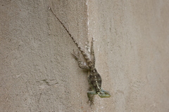 Acanthocercus ugandaensis
