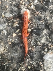 Pseudotriton ruber