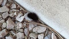 Hypercompe scribonia