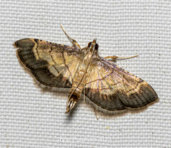 Cnaphalocrocis trebiusalis