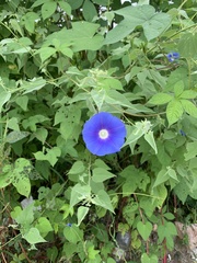 Ipomoea nil