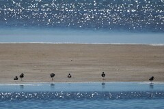 Haematopus longirostris