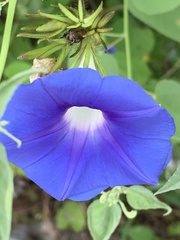 Ipomoea nil