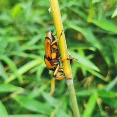 Cyrtotrachelus thompsoni