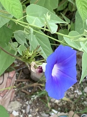 Ipomoea nil