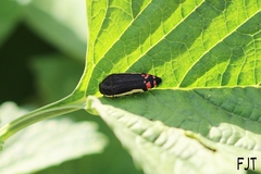 Acmaeodera flavomarginata