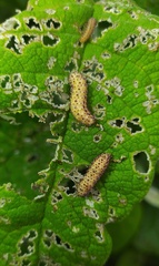 Asphaera abdominalis