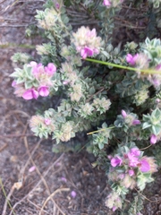 Indigofera glomerata