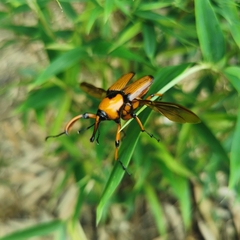 Cyrtotrachelus thompsoni