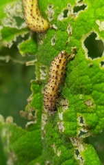 Asphaera abdominalis
