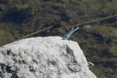 Austrolestes annulosus