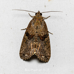 Odontodes