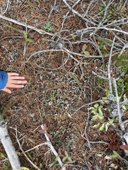 Peltigera malacea