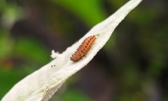 Asphaera abdominalis