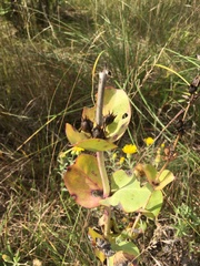 Penstemon grandiflorus