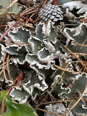 Peltigera malacea