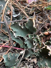 Peltigera malacea