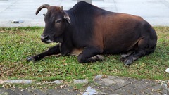 Bos