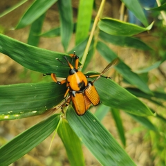 Cyrtotrachelus thompsoni