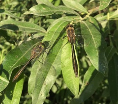 Cordulia aenea aenea