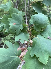 Acer opalus obtusatum