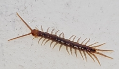 Lithobius forficatus