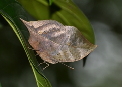 Kallima horsfieldii