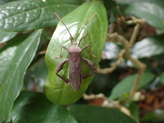 Pseudomictis distinctus