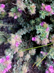 Indigofera glomerata