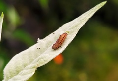 Asphaera abdominalis