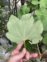 Acer opalus obtusatum