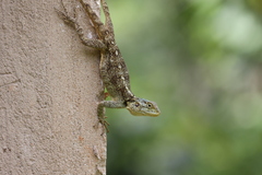 Acanthocercus ugandaensis