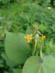 Wissadula amplissima