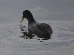Fulica atra
