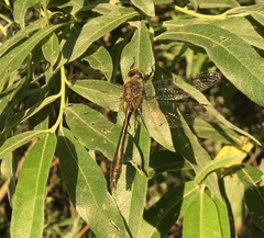 Cordulia aenea aenea