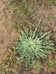 Oenothera serrulata