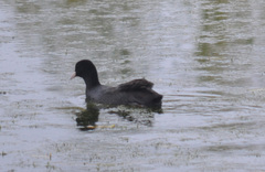 Fulica atra