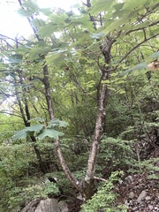 Acer opalus obtusatum