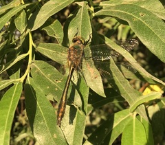 Cordulia aenea aenea