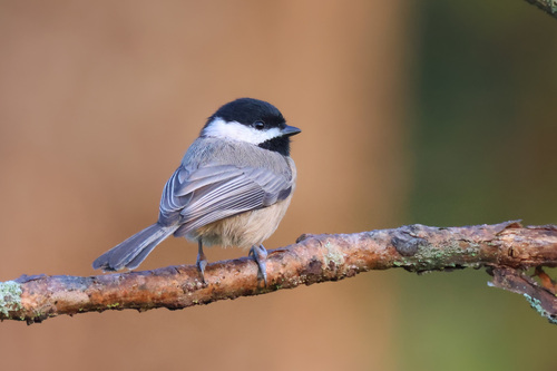 Carolina Chickadee photographed in Maryland