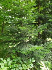 Abies nordmanniana