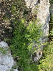 Spergula