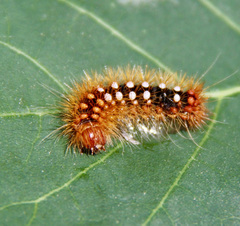 Acronicta auricoma