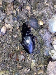 Agonum punctiforme