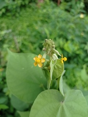 Wissadula amplissima