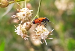Melanopleurus bicolor